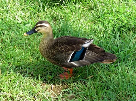 鴨 代表 品種|鴨（カモ）の種類と魅力｜カモは地味な野鳥ではな 